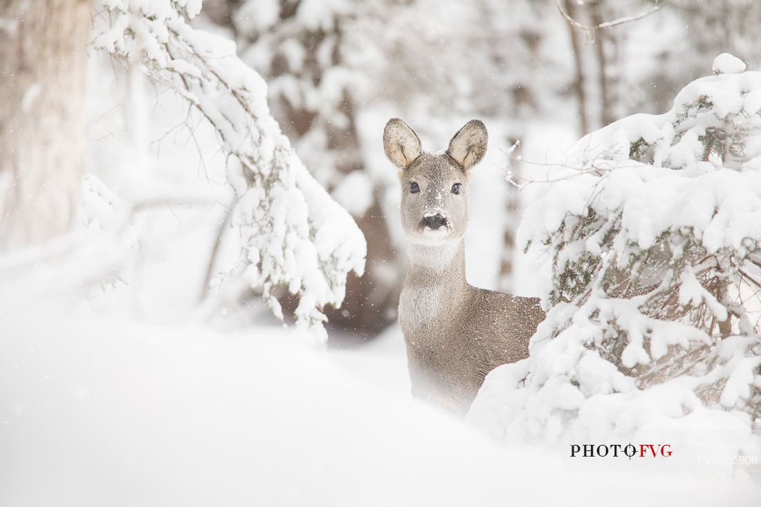 Roe deer nestled in the snowy forest, Sesto, Pusteria valley, dolomites, Trentino Alto Adige, Italy