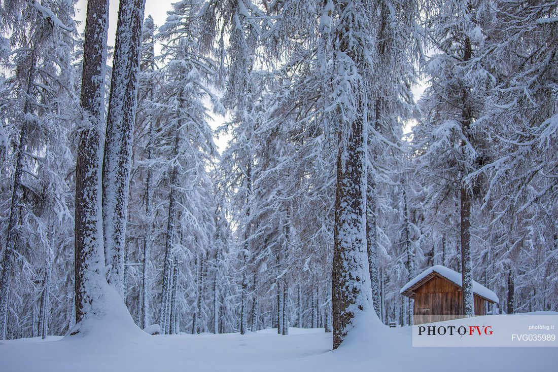 Barn in the larches forest of Campo di Dentro valley after an intensive snowfall, Sesto, Pusteria valley, Trentino Alto Adige, Italy