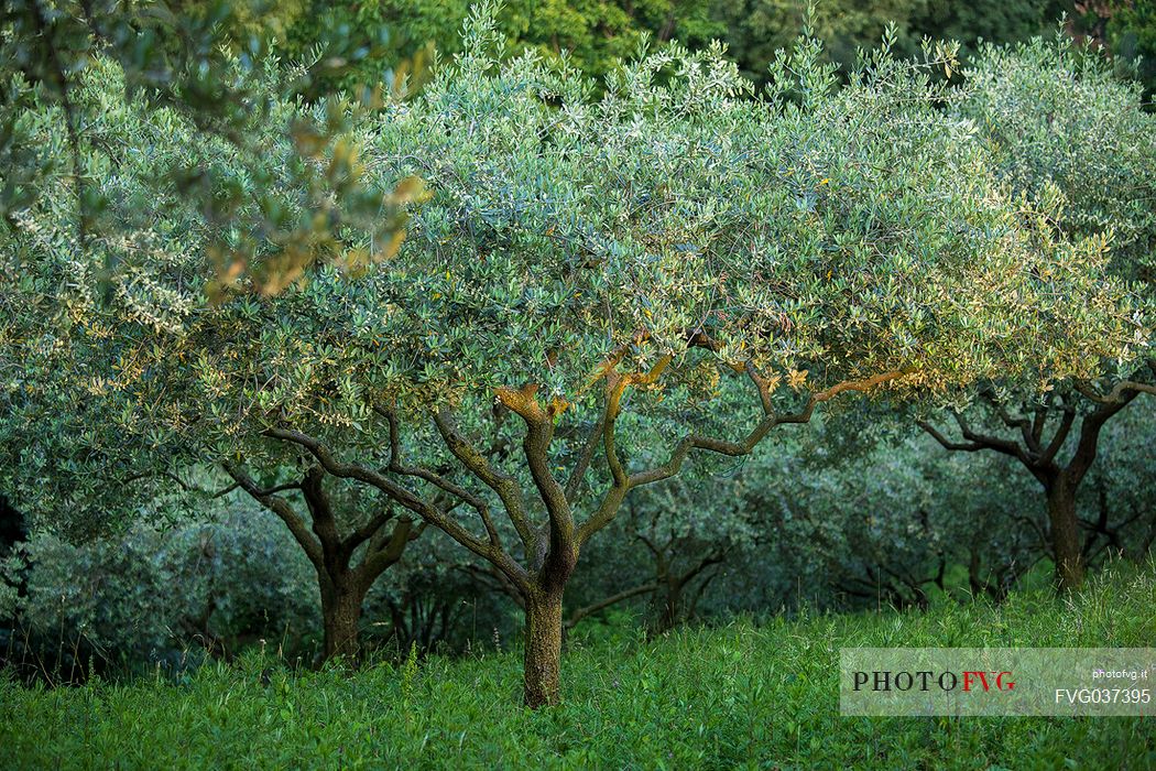 Last light on olive trees, Marostica, Veneto, italy