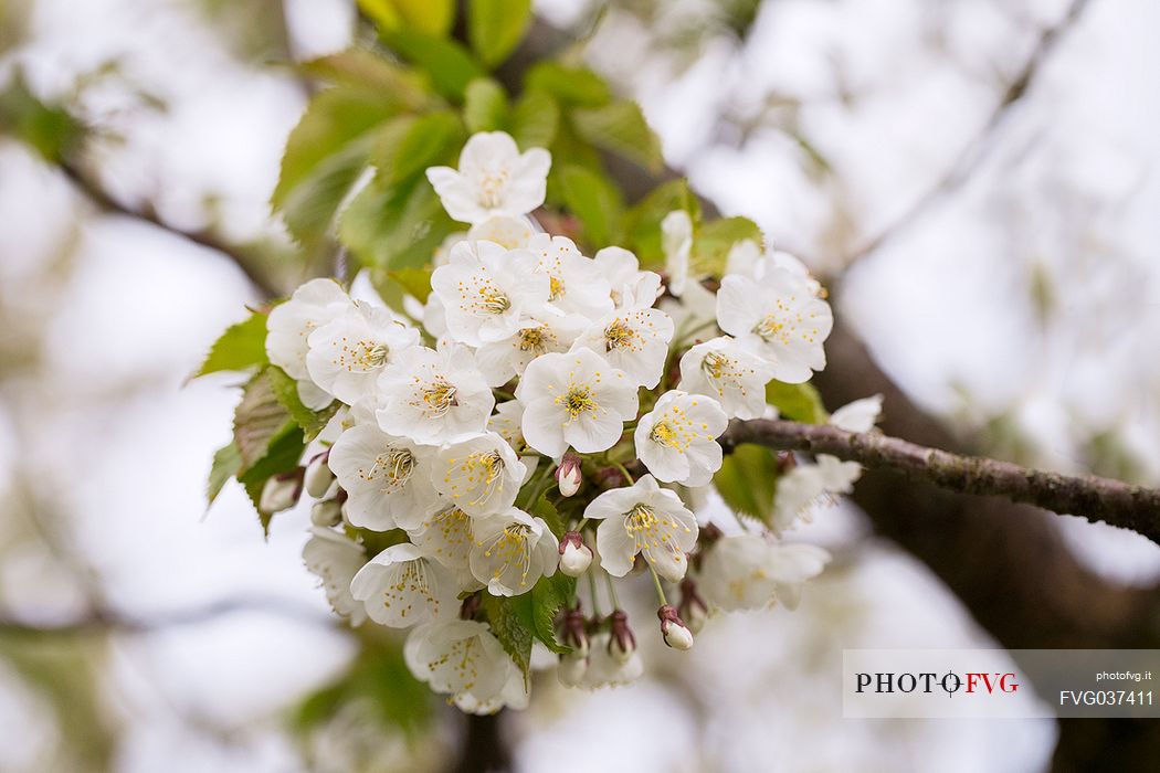 Cherry tree in bloom, Marostica, Vicenza, Veneto, Italy Cherry tree in bloom, Marostica, Vicenza, Veneto, Italy