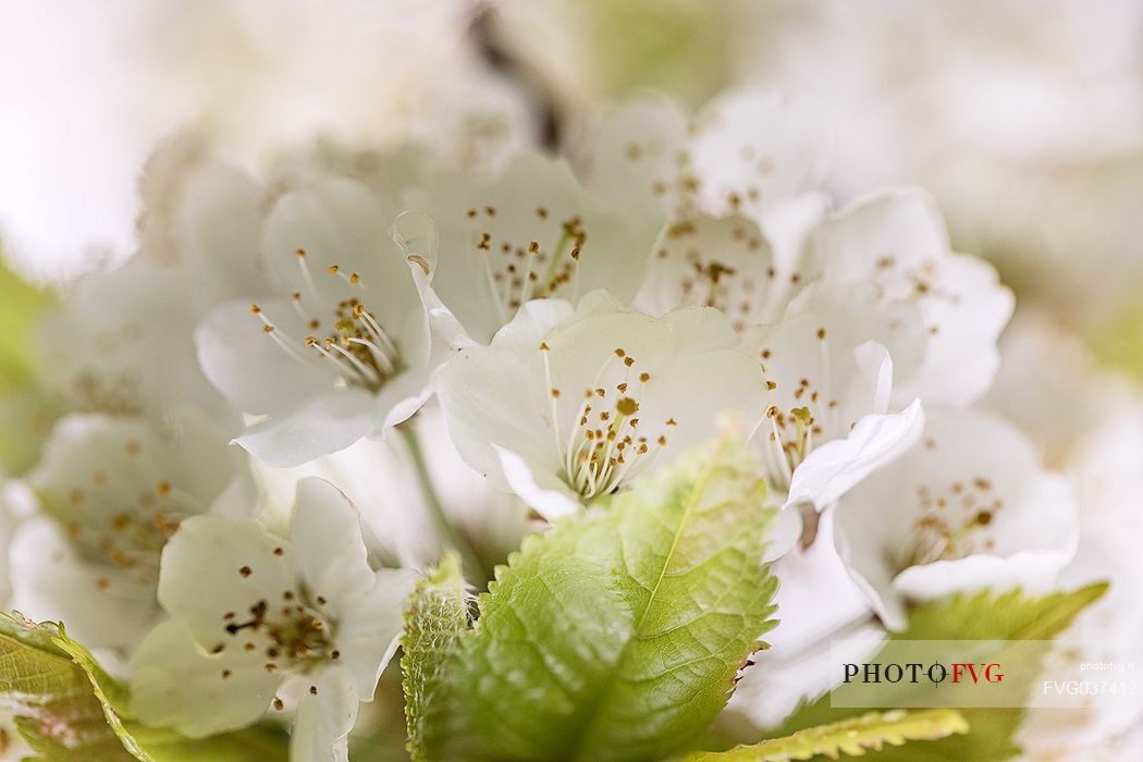 Cherry tree in bloom, Marostica, Vicenza, Veneto, Italy