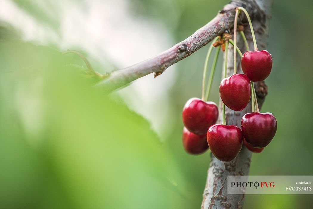 Bunch of ripe cherries on the cherry tree, Marostica, Vicenza, Veneto