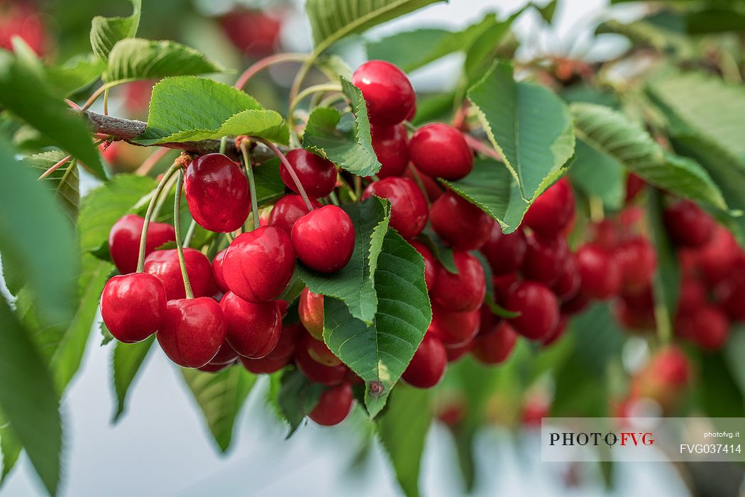 Bunch of ripe cherries on the cherry tree, Marostica, Vicenza, Veneto Bunch of ripe cherries on the cherry tree, Marostica, Vicenza, Veneto