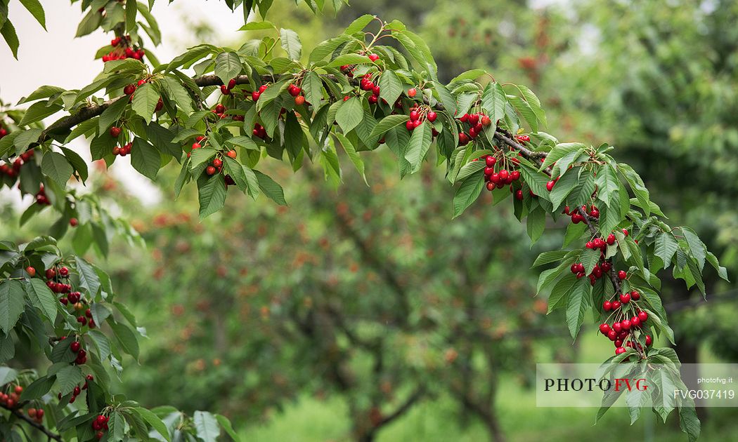 Ripe cherries on a cherry branch, Marostica, Vicenza, Veneto, Italy