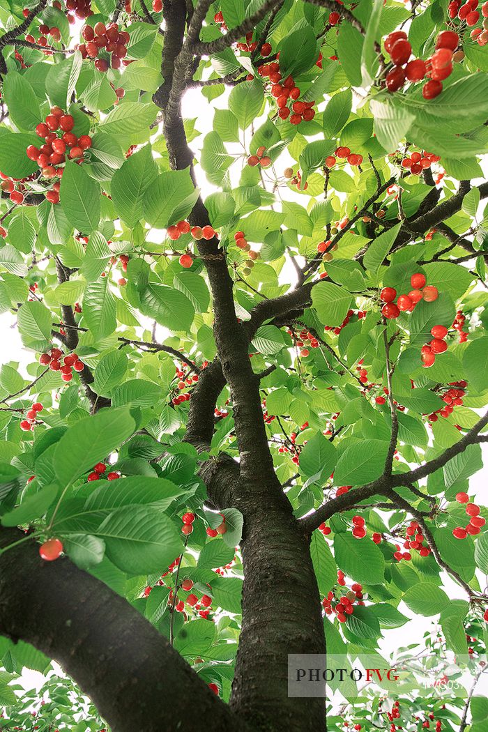 Cherry tree with ripe cherries, Marostica, Vicenza, Veneto, Italy Cherry tree with ripe cherries, Marostica, Vicenza, Veneto, Italy