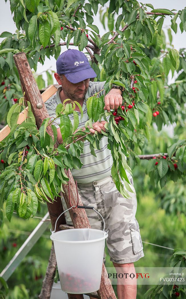 Cherries harvest on the cherry festival in Marostica, vicenza, Veneto, Italy