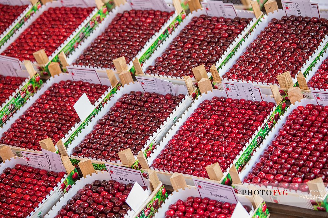 Display of cherry boxes on the Marostica cherry festival, Marostica, Vicenza, Veneto, Italy Display of cherry boxes on the Marostica cherry festival, Marostica, Vicenza, Veneto, Italy
