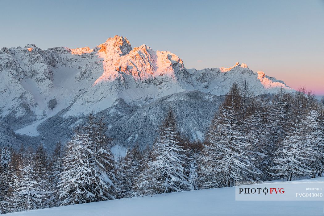 Snowy larches, on background the first light illuminates the peak of Tre Scarperi, Dolomites, Pusteria valley, Trentino Alto Adige, Italy, Europe