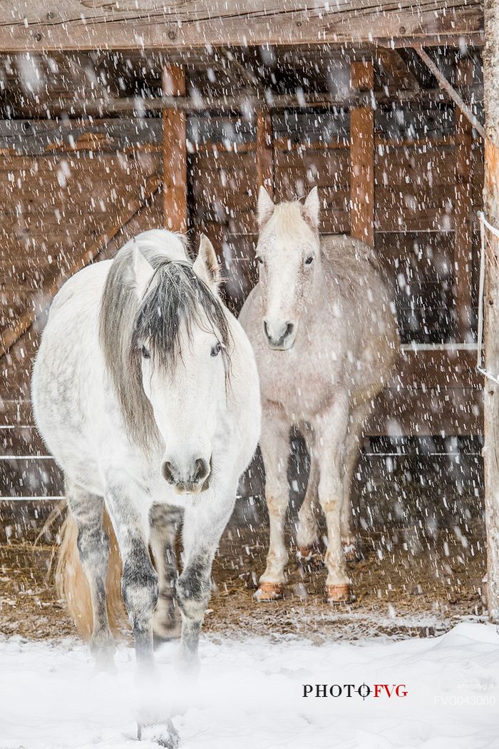 Horses under the snow in Sesto, Pusteria valley, dolomites, Trentino Alto Adige, Italy, Europe