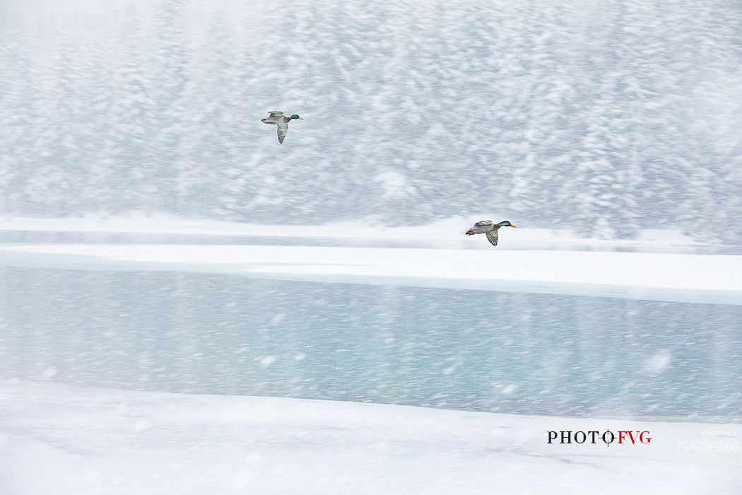 The ducks fly over the Dobbiaco lake under an intensive snowfall, Pusteria valley, dolomites, Trentino Alto Adige, Italy, Europe