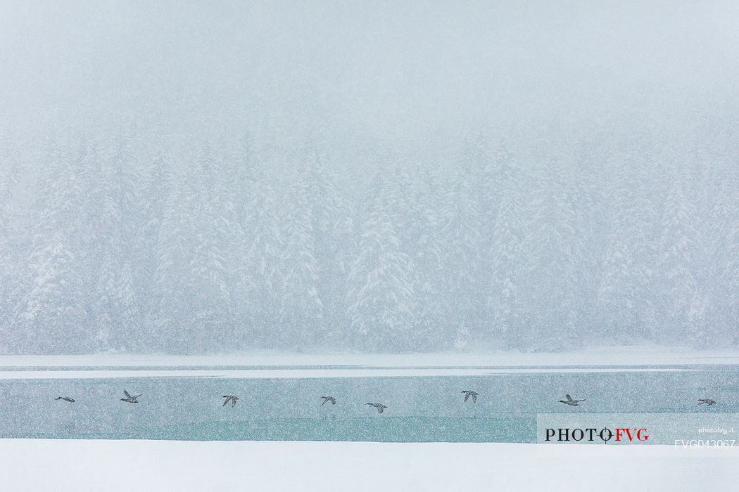 The ducks fly over the Dobbiaco lake under an intensive snowfall, Pusteria valley, dolomites, Trentino Alto Adige, Italy, Europe