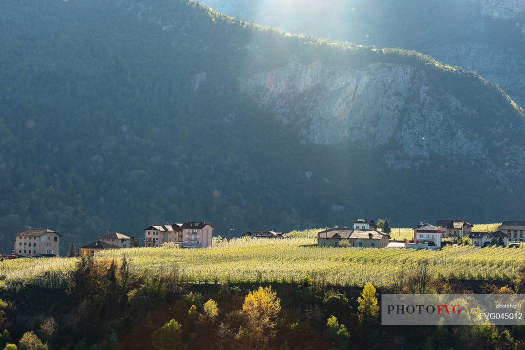 The blooming apple orchards in Di Non Valley, Cles, Trentino Alto Adige, Italy, Europe