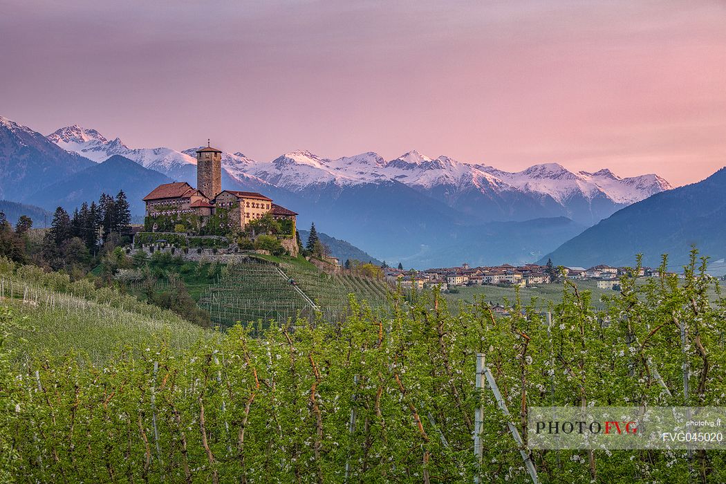 Valr Castle immerses in the blooming apple orchards at sunset, Val di Non Valley, Tassullo, Trento, Trentino Alto Adige, Italy, Europe