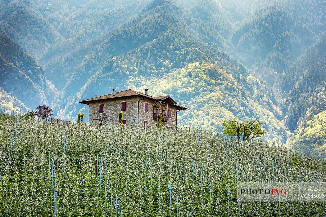 The blooming apple orchards in Val di Non Valley, Cles, Trentino Alto Adige, Italy, Europe