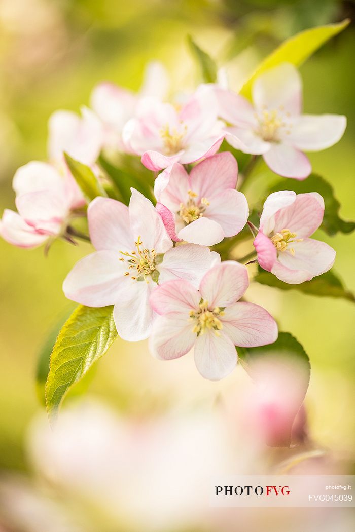 Apple tree blossoms, Val di Non Valley, Trentino Alto Adige, Italy, Europe Apple tree blossoms, Val di Non Valley, Trentino Alto Adige, Italy, Europe