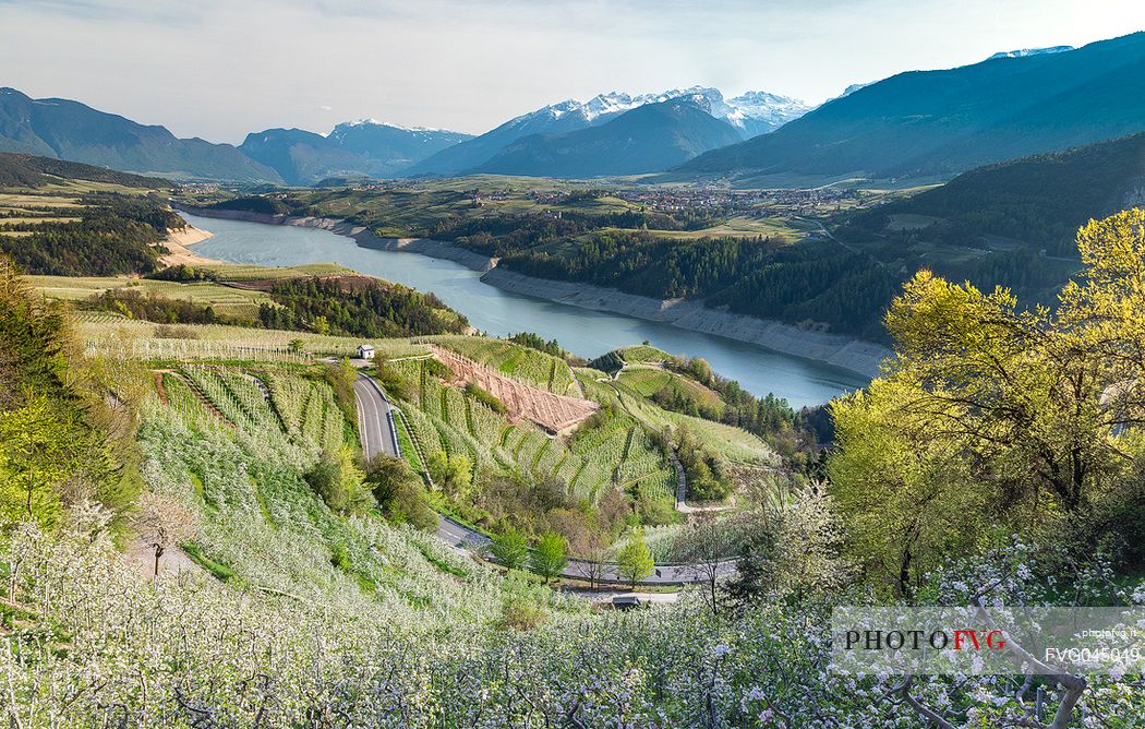 Santa Giustina lake and the blooming apple orchards, Cles, Val di Non valley, Trentino Alto Adige, Italy, Europe