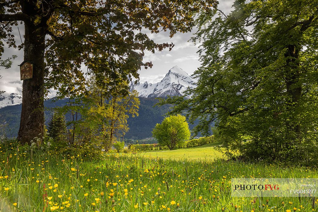 Field of dandelions with view towards Watzmann mountain, Upper Bavaria, Berchtesgaden Land, Bayern, Germany, Europe Field of dandelions with view towards Watzmann mountain, Upper Bavaria, Berchtesgaden Land, Bayern, Germany, Europe