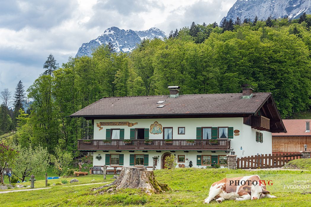 A cow lies down close to a farm in Ramsau, Bayern, Germany, Europe A cow lies down close to a farm in Ramsau, Bayern, Germany, Europe
