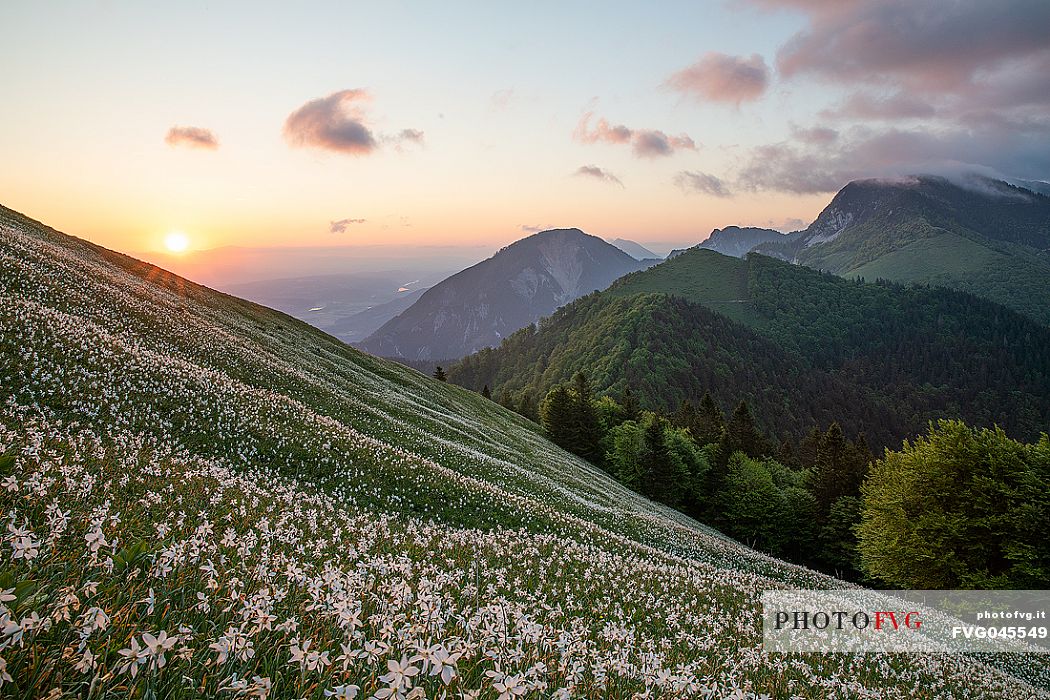 Daffodil flowering on the mount Golica's slopes, Slovenia, Europe Daffodil flowering on the mount Golica's slopes, Slovenia, Europe