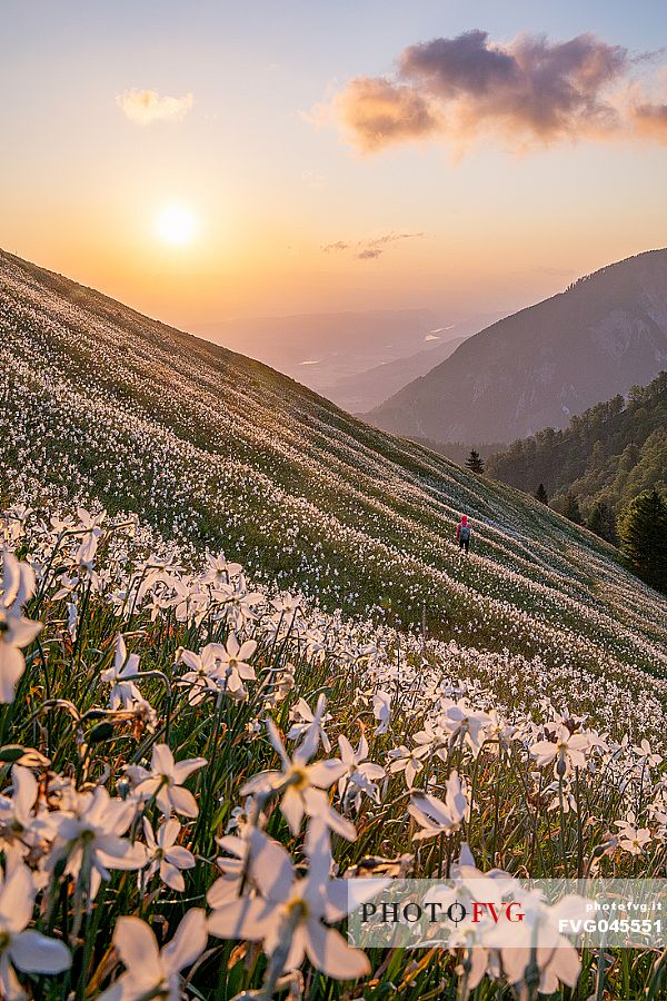 Hiker on the daffodil flowering meadow on the mount Golica's slopes at sunset, Slovenia, Europe