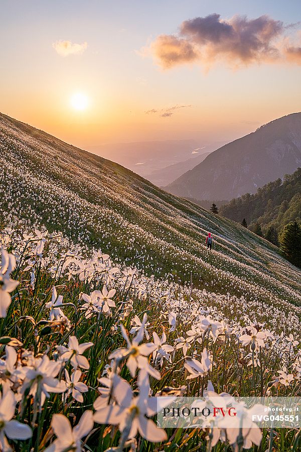 Hiker on the daffodil flowering meadow on the mount Golica's slopes at sunset, Slovenia, Europe Hiker on the daffodil flowering meadow on the mount Golica's slopes at sunset, Slovenia, Europe