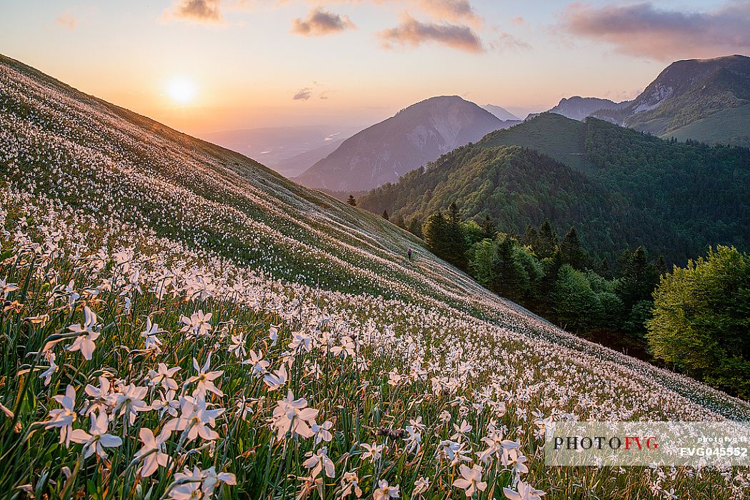 Daffodil flowering on the mount Golica's slopes, Slovenia, Europe Daffodil flowering on the mount Golica's slopes, Slovenia, Europe