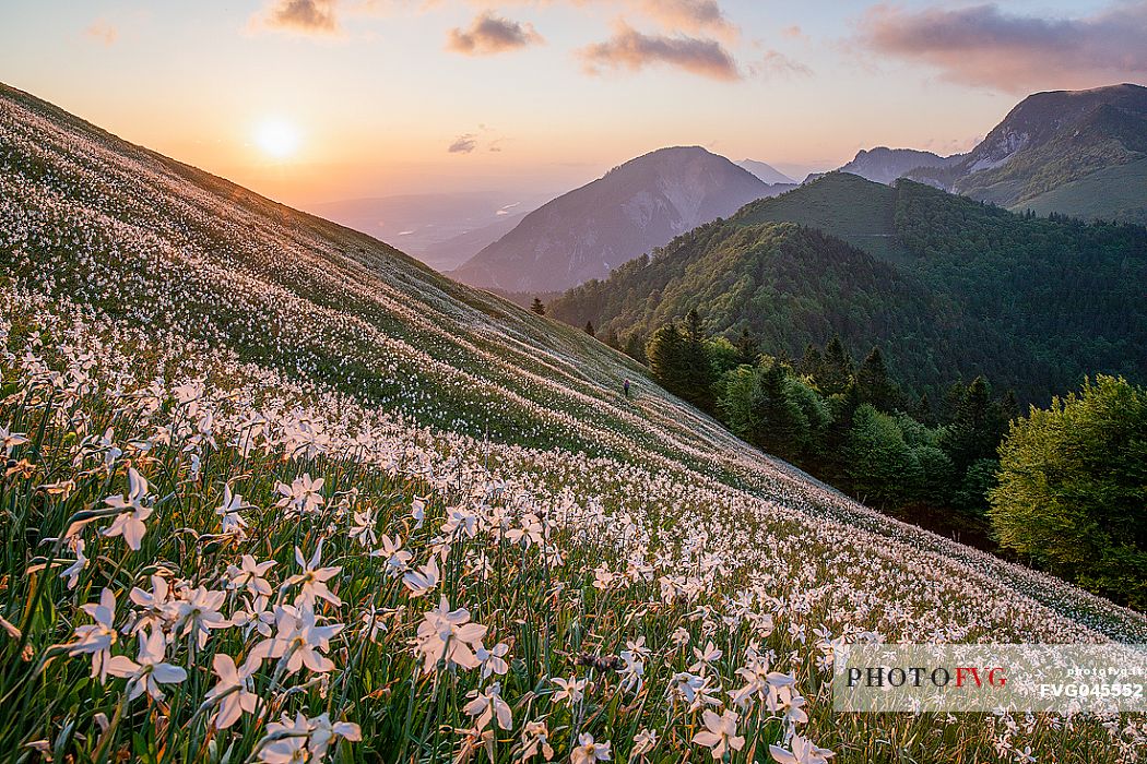 Daffodil flowering on the mount Golica's slopes, Slovenia, Europe