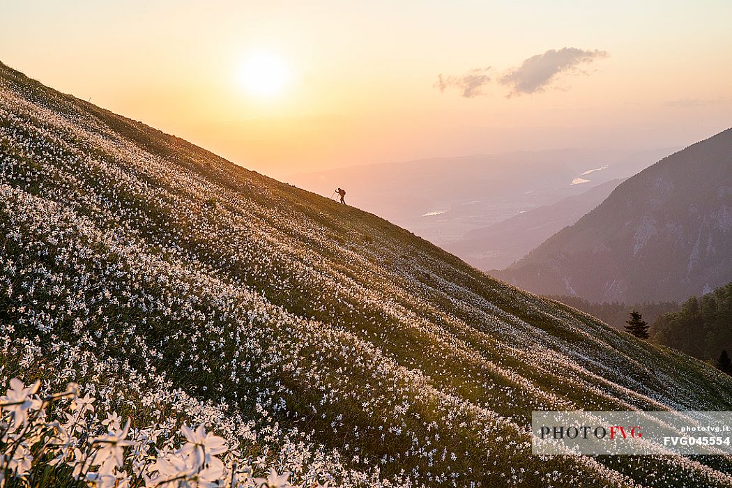 Hiker on the daffodil flowering meadow on the mount Golica's slopes at sunset, Slovenia, Europe