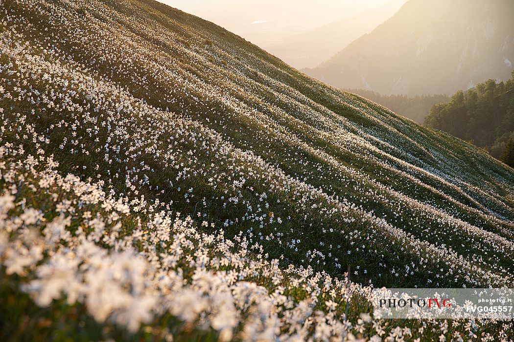 Daffodil flowering on the mount Golica's slopes, Slovenia, Europe