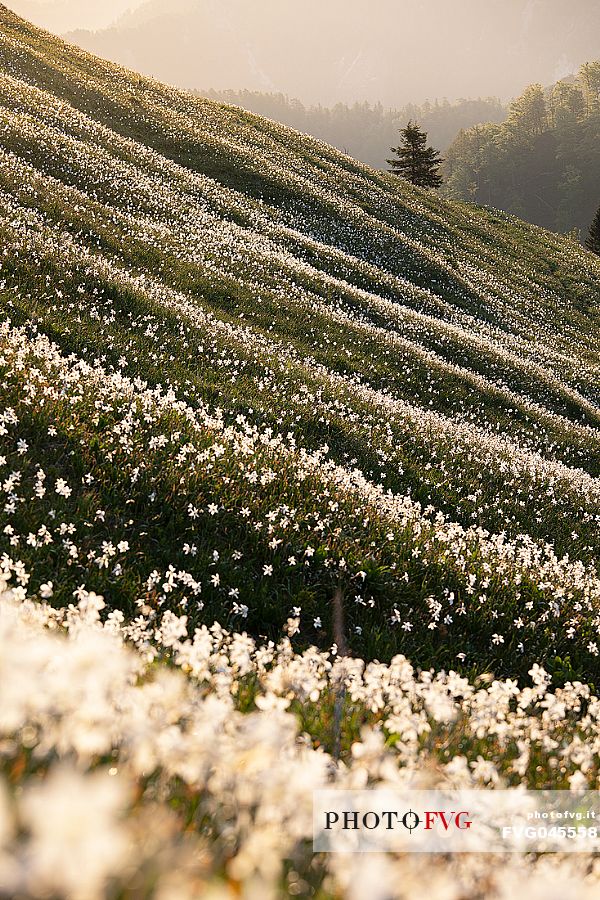 Daffodil flowering on the mount Golica's slopes, Slovenia, Europe Daffodil flowering on the mount Golica's slopes, Slovenia, Europe