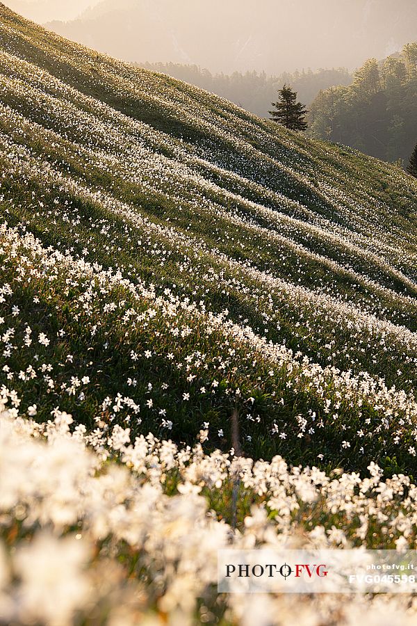 Daffodil flowering on the mount Golica's slopes, Slovenia, Europe