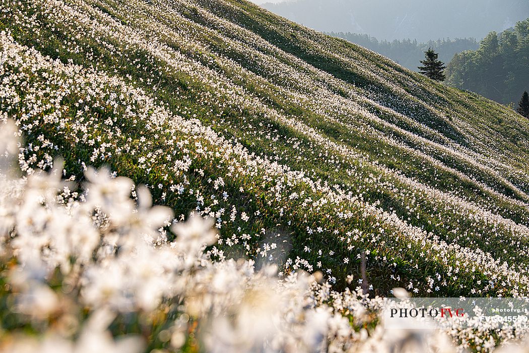Daffodil flowering on the mount Golica's slopes, Slovenia, Europe Daffodil flowering on the mount Golica's slopes, Slovenia, Europe