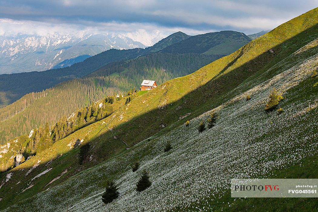 Daffodil flowering on the mount Golica's slopes, with the refuge Pod Golica on background, Slovenia, Europe Daffodil flowering on the mount Golica's slopes, with the refuge Pod Golica on background, Slovenia, Europe