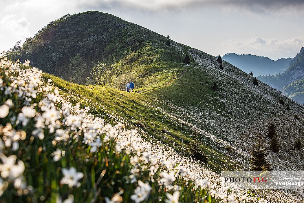 Trekkers are immersed in the Daffodil fields on the mount Golica's slopes, Slovenia, Europe