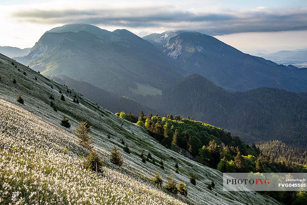 Daffodil flowering on the mount Golica's slopes, Slovenia, Europe