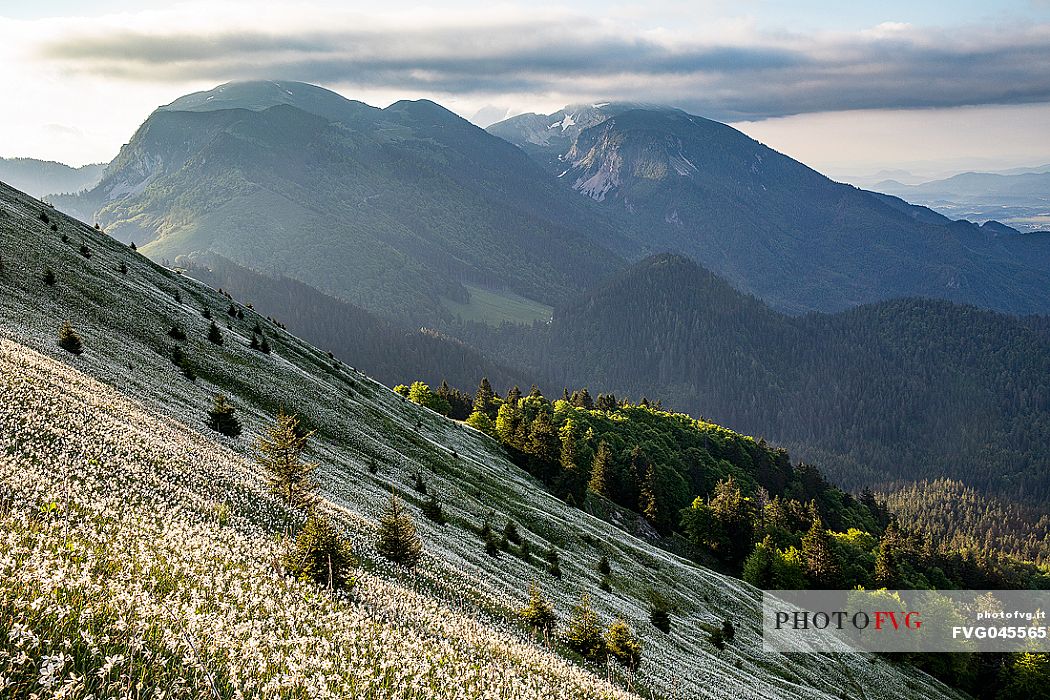Daffodil flowering on the mount Golica's slopes, Slovenia, Europe Daffodil flowering on the mount Golica's slopes, Slovenia, Europe