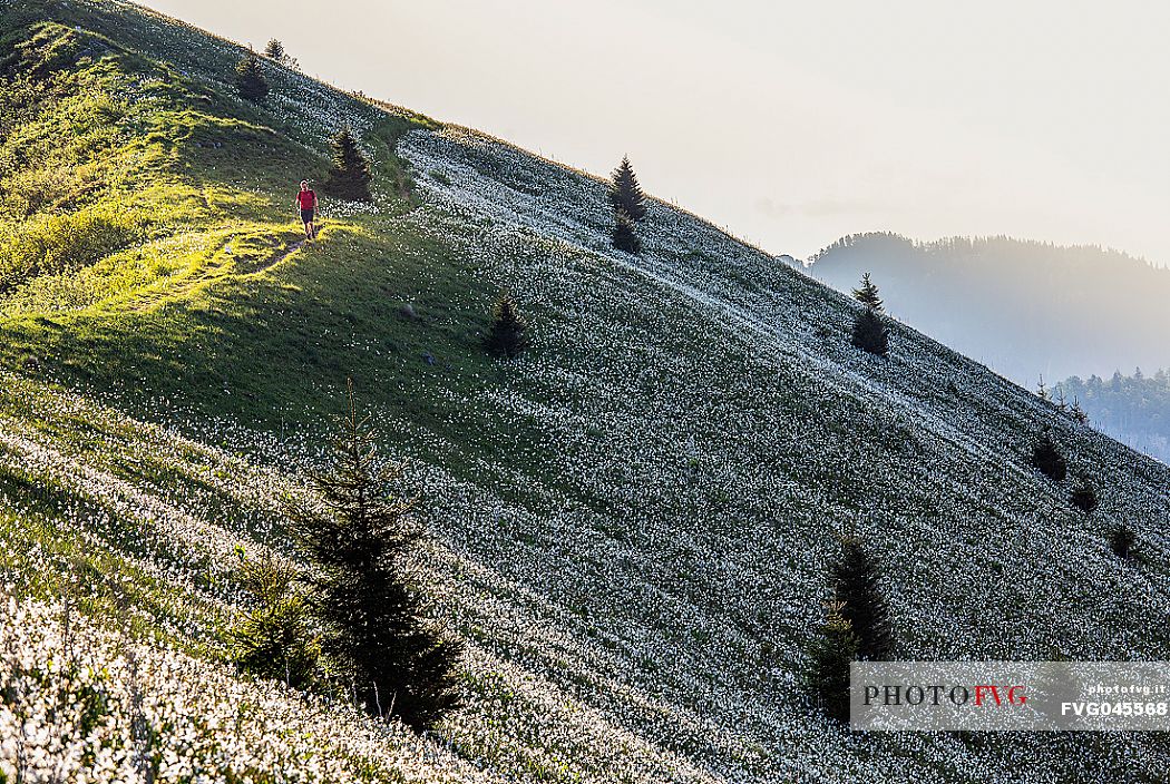 Trekker are immersed in the Daffodil fields on the mount Golica's slopes, Slovenia, Europe