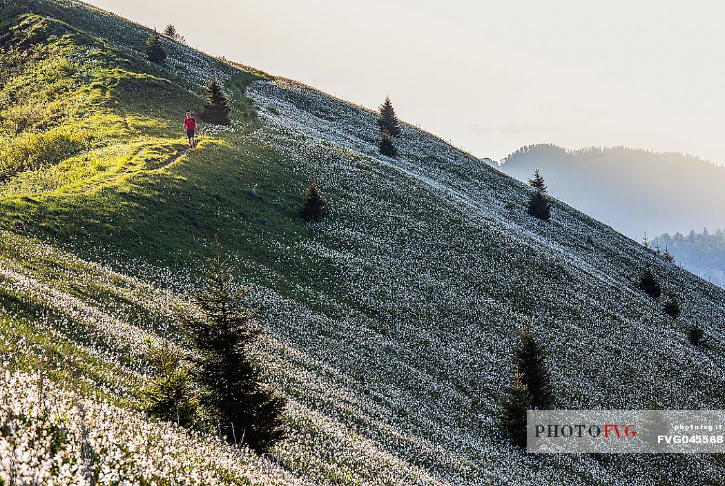 Trekker are immersed in the Daffodil fields on the mount Golica's slopes, Slovenia, Europe Trekker are immersed in the Daffodil fields on the mount Golica's slopes, Slovenia, Europe