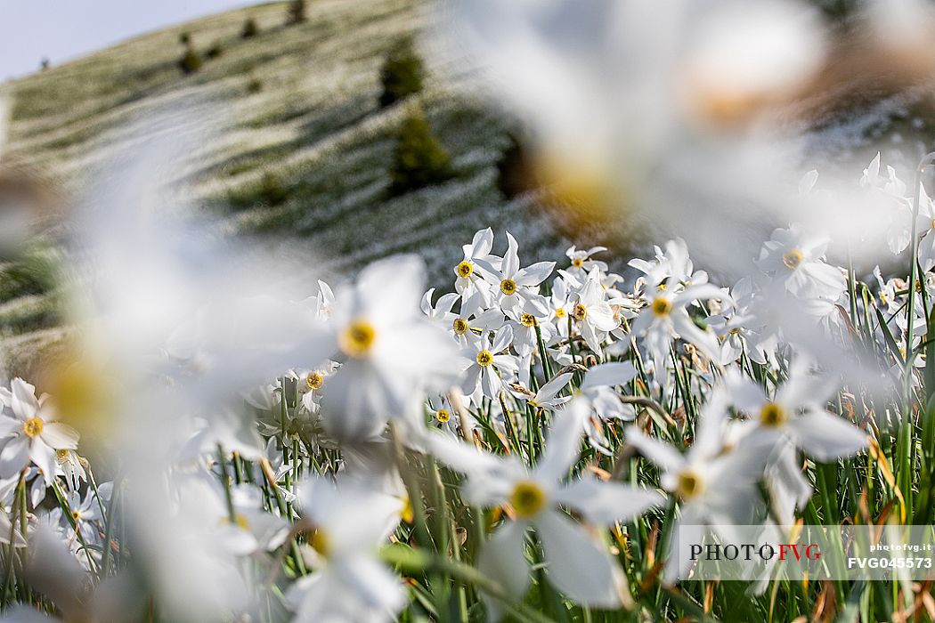Daffodil flowering on the mount Golica's slopes, Slovenia, Europe Daffodil flowering on the mount Golica's slopes, Slovenia, Europe