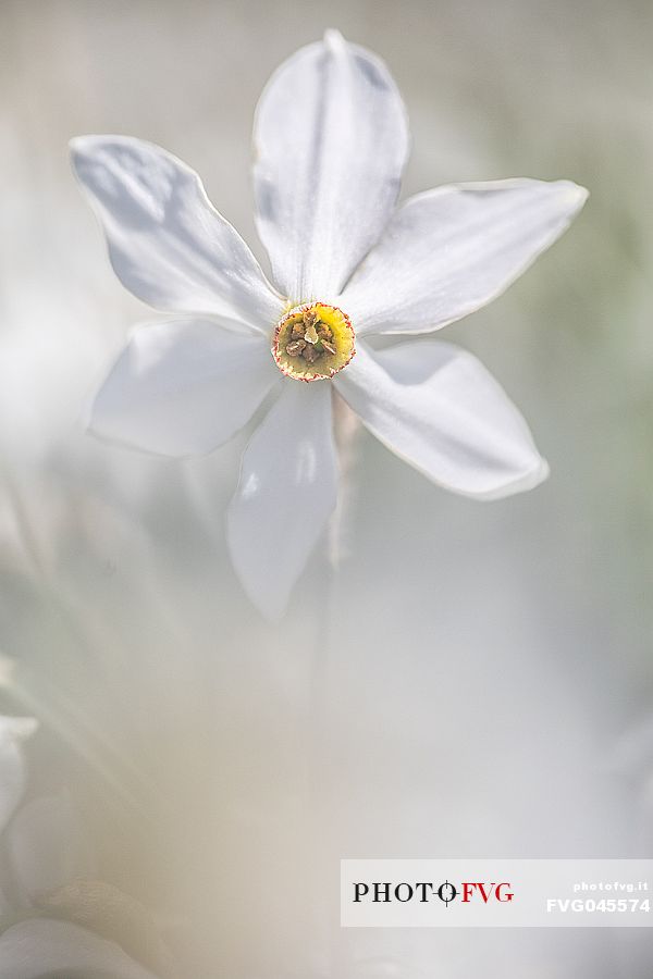 Close up of daffodil flowering on the mount Golica's slopes, Slovenia, Europe