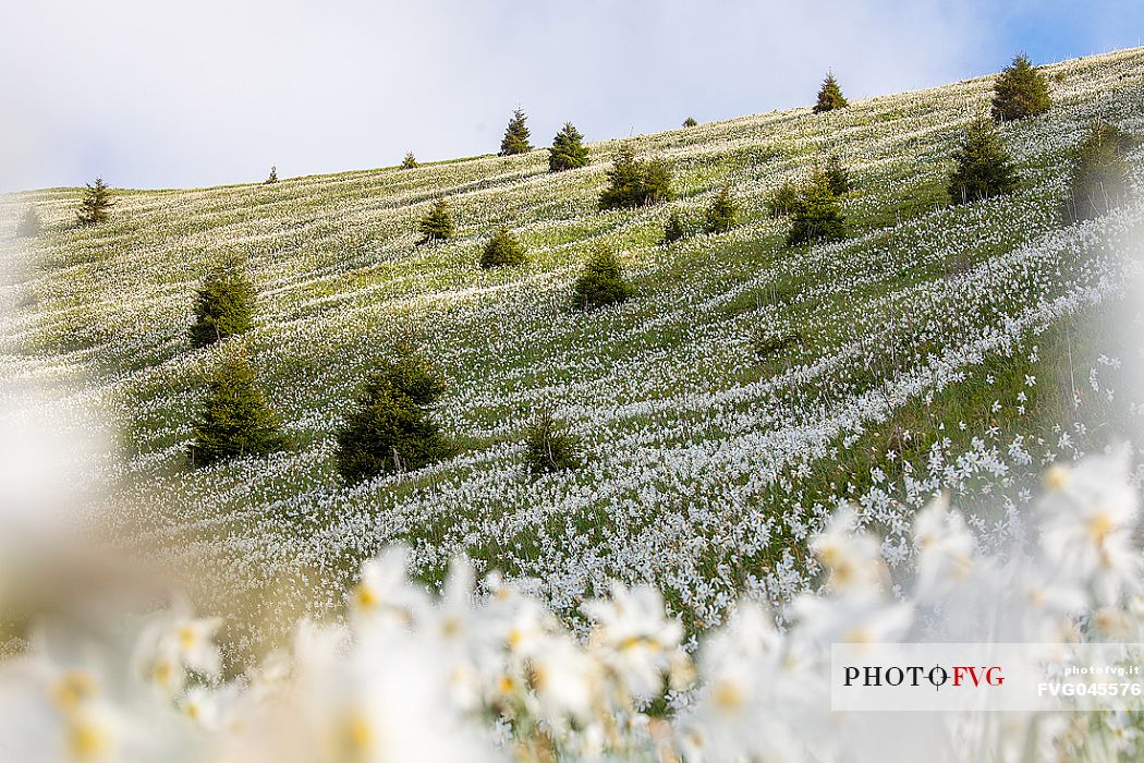 Daffodil flowering on the mount Golica's slopes, Slovenia, Europe Daffodil flowering on the mount Golica's slopes, Slovenia, Europe