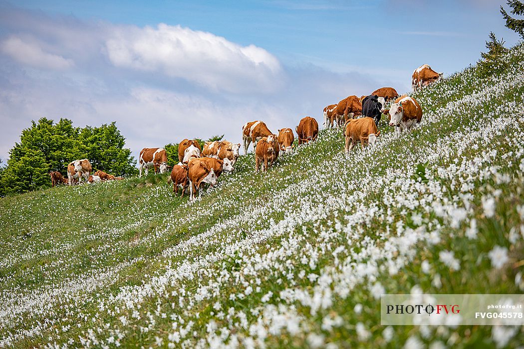 Grazing cows on the daffodil meadows on the mount Golica's slopes, Slovenia, Europe