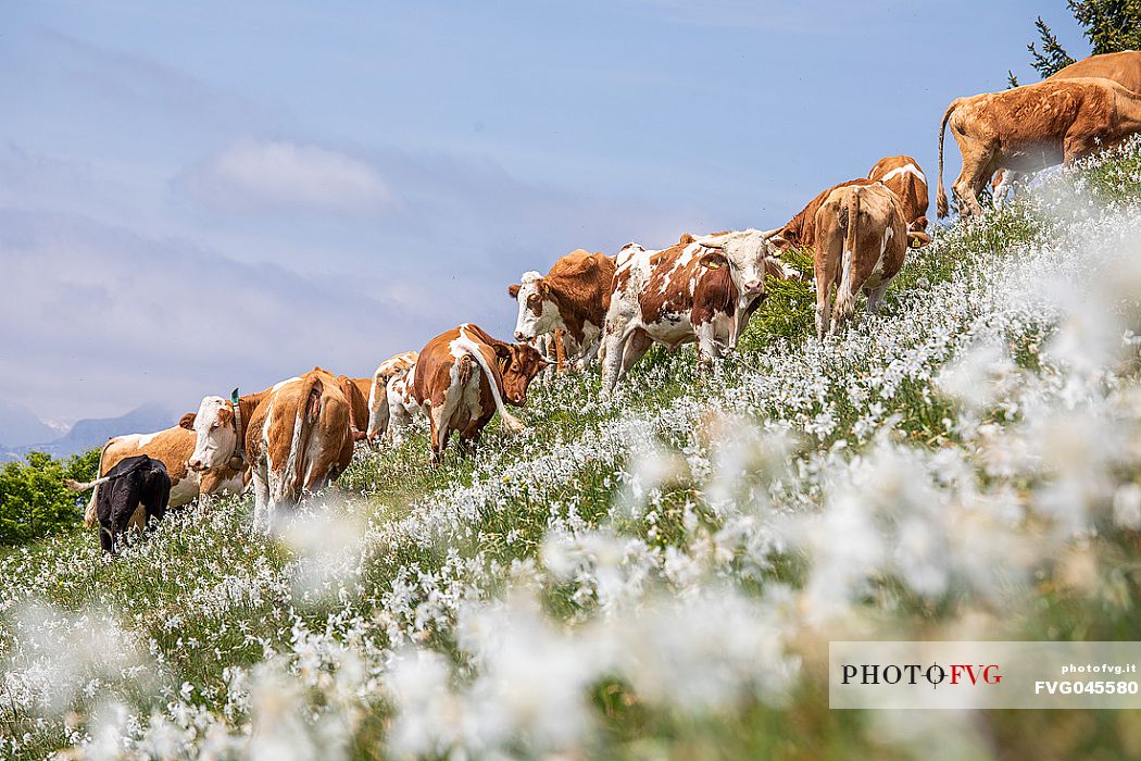 Grazing cows on the daffodil meadows on the mount Golica's slopes, Slovenia, Europe