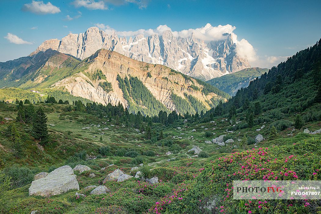 Rhododendron flowering with the Pale di San Martino mountain group, San Martino di Castrozza, dolomites, Trentino Alto Adige, Italy Rhododendron flowering with the Pale di San Martino mountain group, San Martino di Castrozza, dolomites, Trentino Alto Adige, Italy