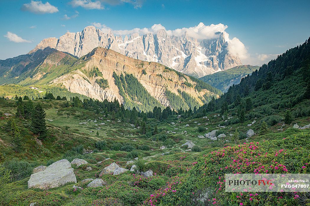 Rhododendron flowering with the Pale di San Martino mountain group, San Martino di Castrozza, dolomites, Trentino Alto Adige, Italy