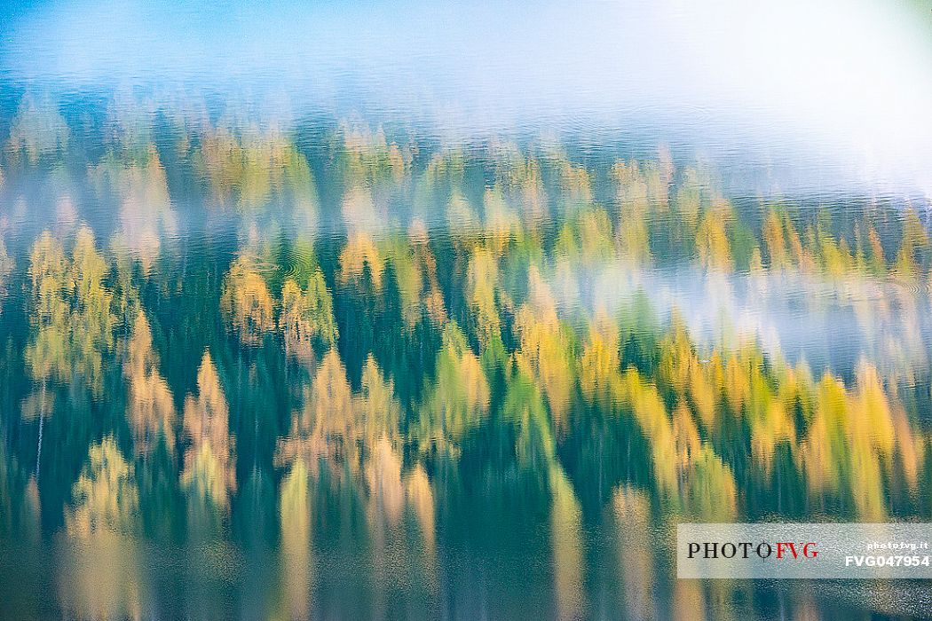 Reflection of golden larches on Braies lake, dolomites, Pusteria valley, Trentino Alto Adige, South Tyrol, Italy, Europe