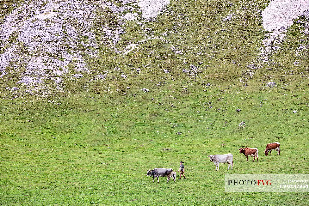 Boy with his cows, dolomites, Pusteria valley, Trentino Alto Adige, South Tyrol, Italy, Europe