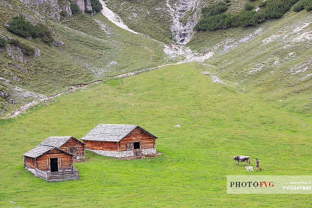 Shepherd brings the cows back to the Colli Alti hut, view from above, dolomites, Pusteria valley, Trentino Alto Adige, South Tyrol, Italy, Europe