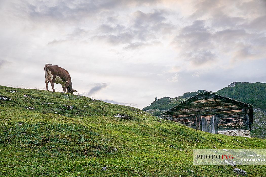 A cow grazes near the Colli Alti Hut, Pusteria Valley, dolomites, Trentino Alto Adige, Italy, Europe