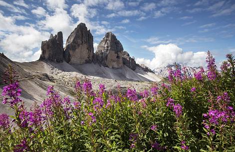 Violet Flowers and View of Tre Cime di Lavaredo in a spring day 